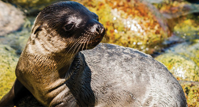 Contaminación, posible causa de cáncer en lobos marinos. Foto: Luis Alberto Soto García