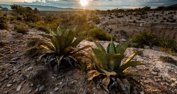 Valle de Tehuacán-Cuicatlán podría ser patrimonio mundial: Unesco