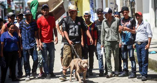 “Bolillo”, el perro hondureño que también busca el sueño americano