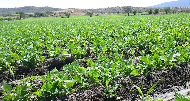 En Puebla, crean biofertilizante que acelera crecimiento de plantas 