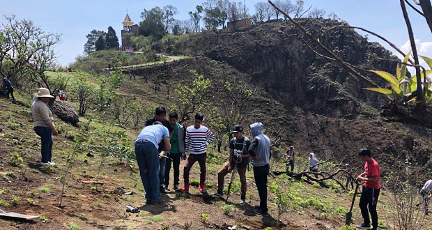 Alista gobierno de Puebla compra de 20 millones de árboles para reforestación 