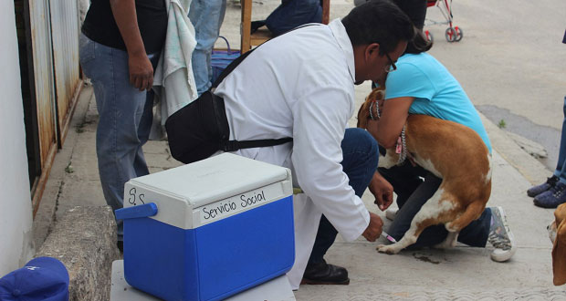 Comuna de Puebla aplica vacuna antirrábica gratuita a domicilio