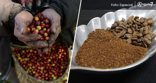 Congreso exhortará a Barbosa que cree Instituto Poblano del Café