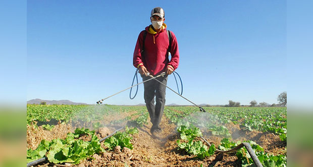 Viajarán a Canadá 200 trabajadores agrícolas de Puebla