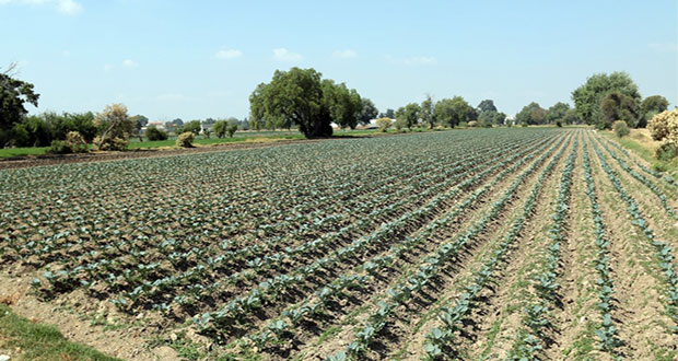 150 hectáreas dañadas por lluvias en Tecamachalco; SDR apoyará