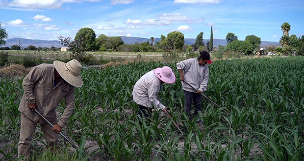 Cultivos de productores agrícolas poblanos, asegurados