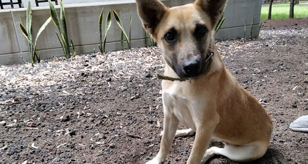 ¿Recuerdas a Spike, la perrita del socavón? Está lista para adopción