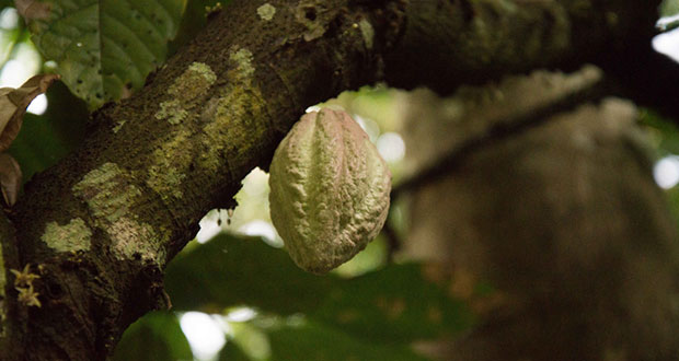 ¿Te gusta el chocolate? Se celebrará día nacional con actividades