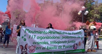 Con protesta, buscan que se apliquen sanciones por maltrato animal.