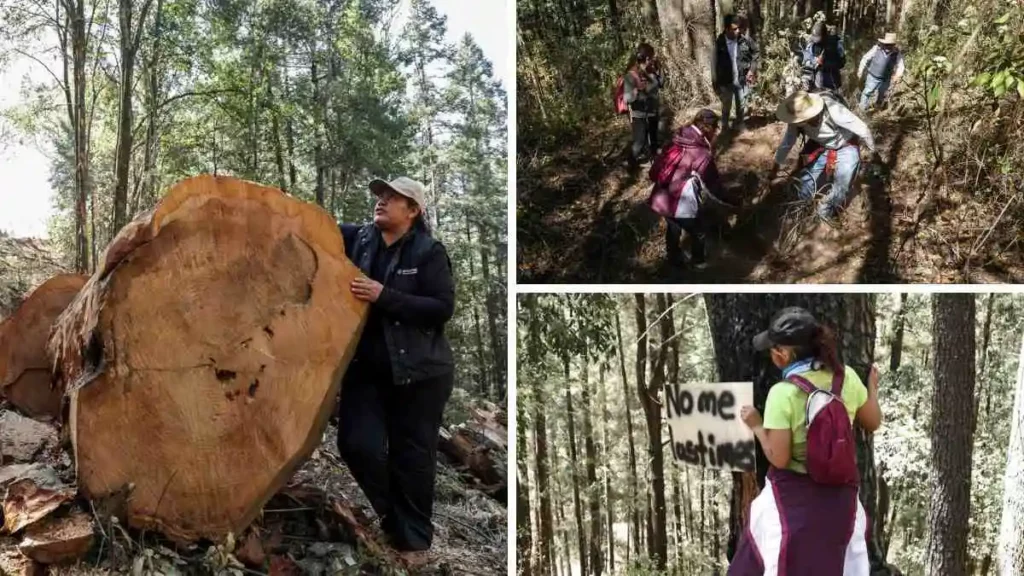 En la Malinche, en video evidencian tala irregular y falta de tratamiento a arboles