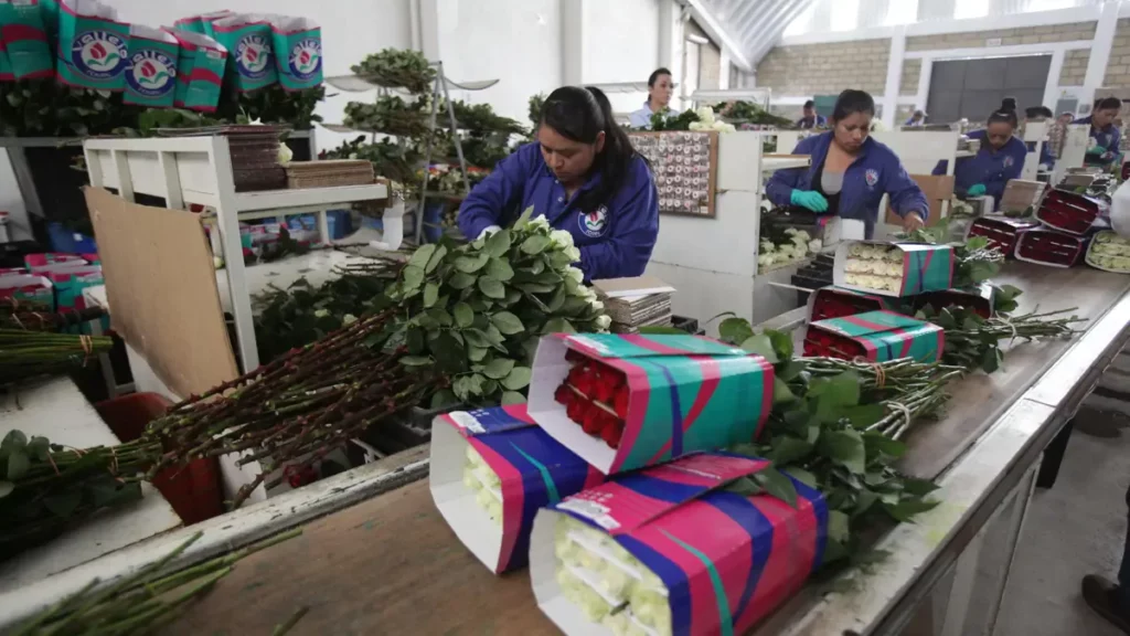 Este 14 de febrero, ¡conquista con rosas poblanas! Disponibles, 7 millones de docenas