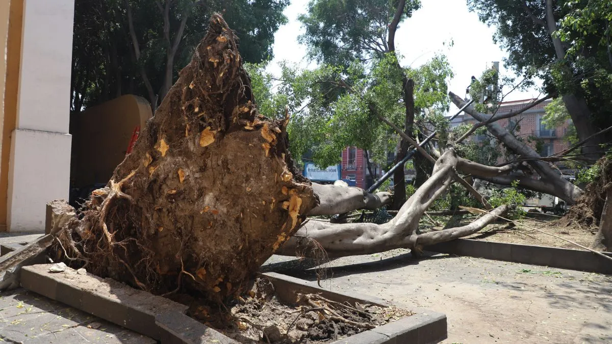 Voceadores de Puebla, en riesgo por derrumbe de árboles; piden apoyo a Comuna