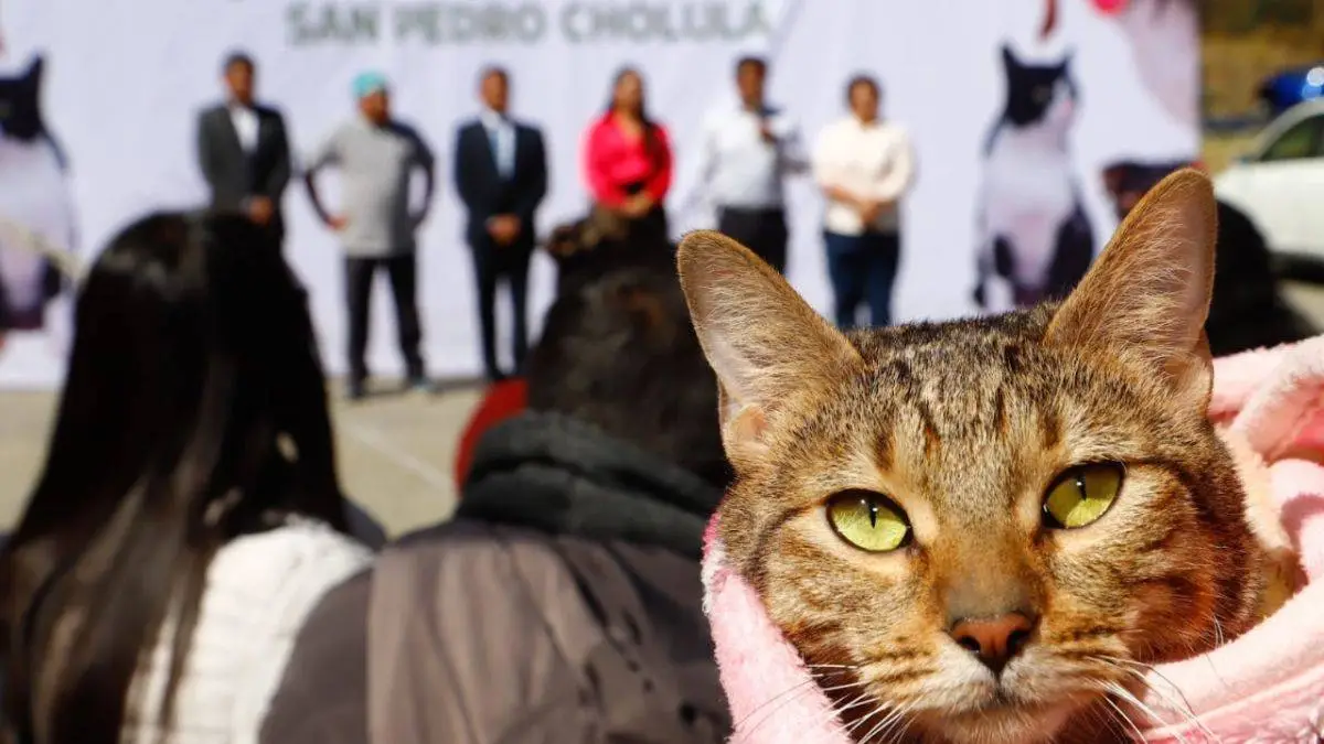 En San Pedro Cholula, atienden a 200 mascotas con mega jornada de esterilización