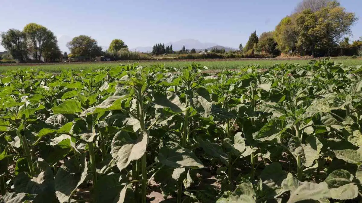 SDR, con 50 mdp para apoyar a productores en caso de afectación a cultivos